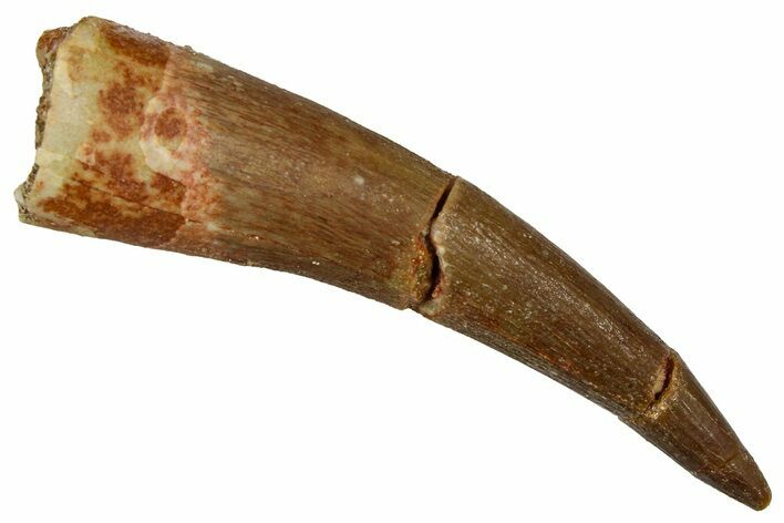 Bargain, Fossil Plesiosaur (Zarafasaura) Tooth - Morocco #369987